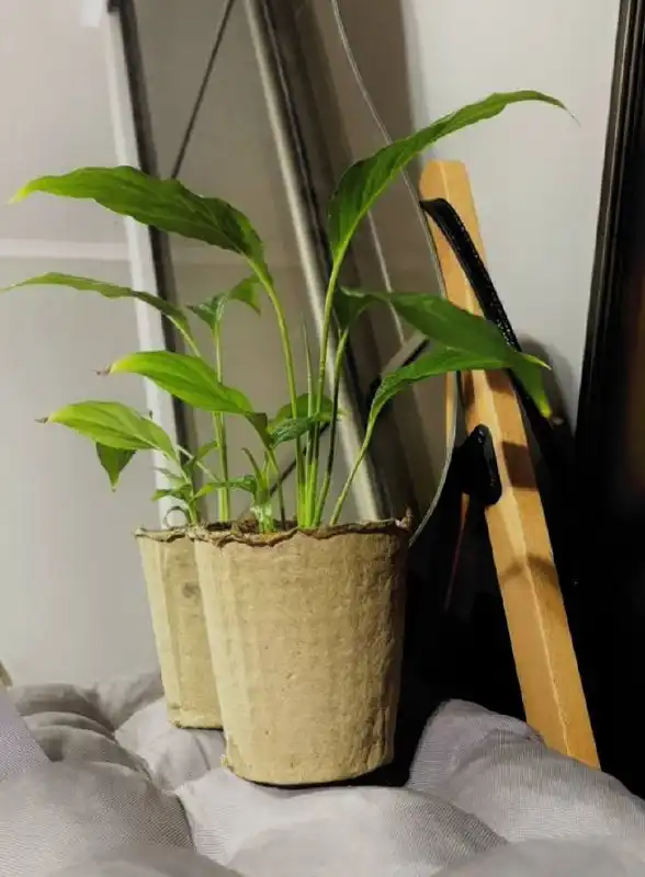 Спатифиллум цветущий белым цветком