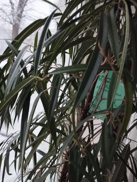 Продам высокий комнатный цветок - частное объявление в Калининград