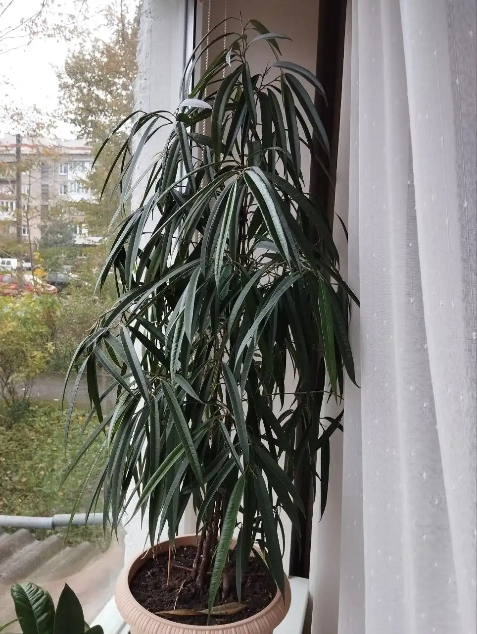 Продам высокий комнатный цветок