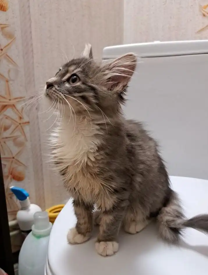 Пристройство котенка в Калининграде