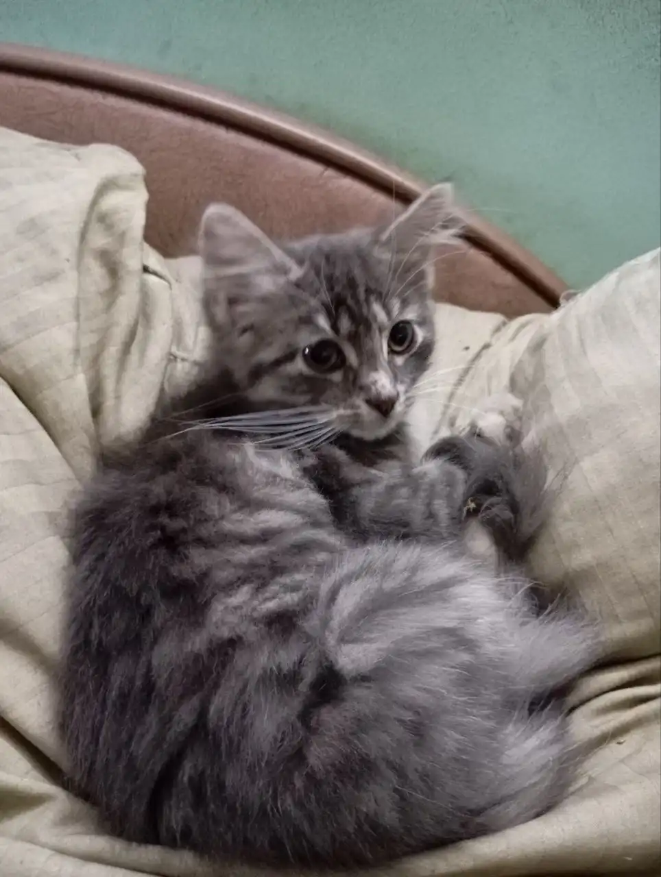 Пристройство котенка в Калининграде