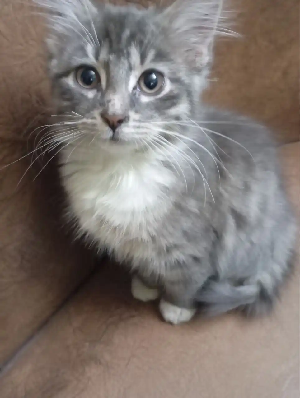 Пристройство котенка в Калининграде