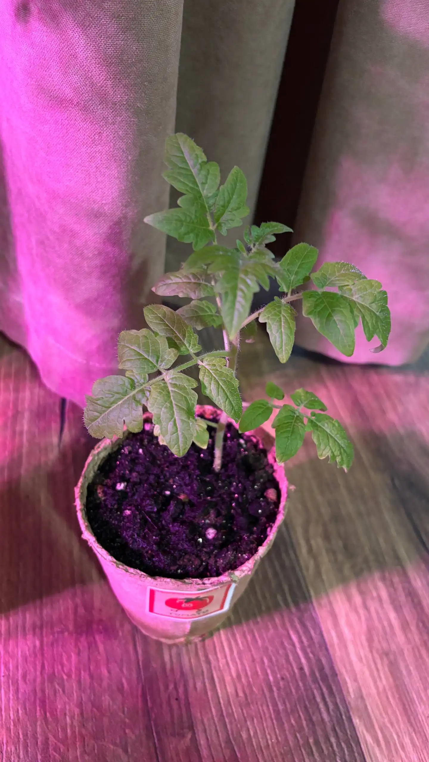 Рассада томатов Балконное чудо