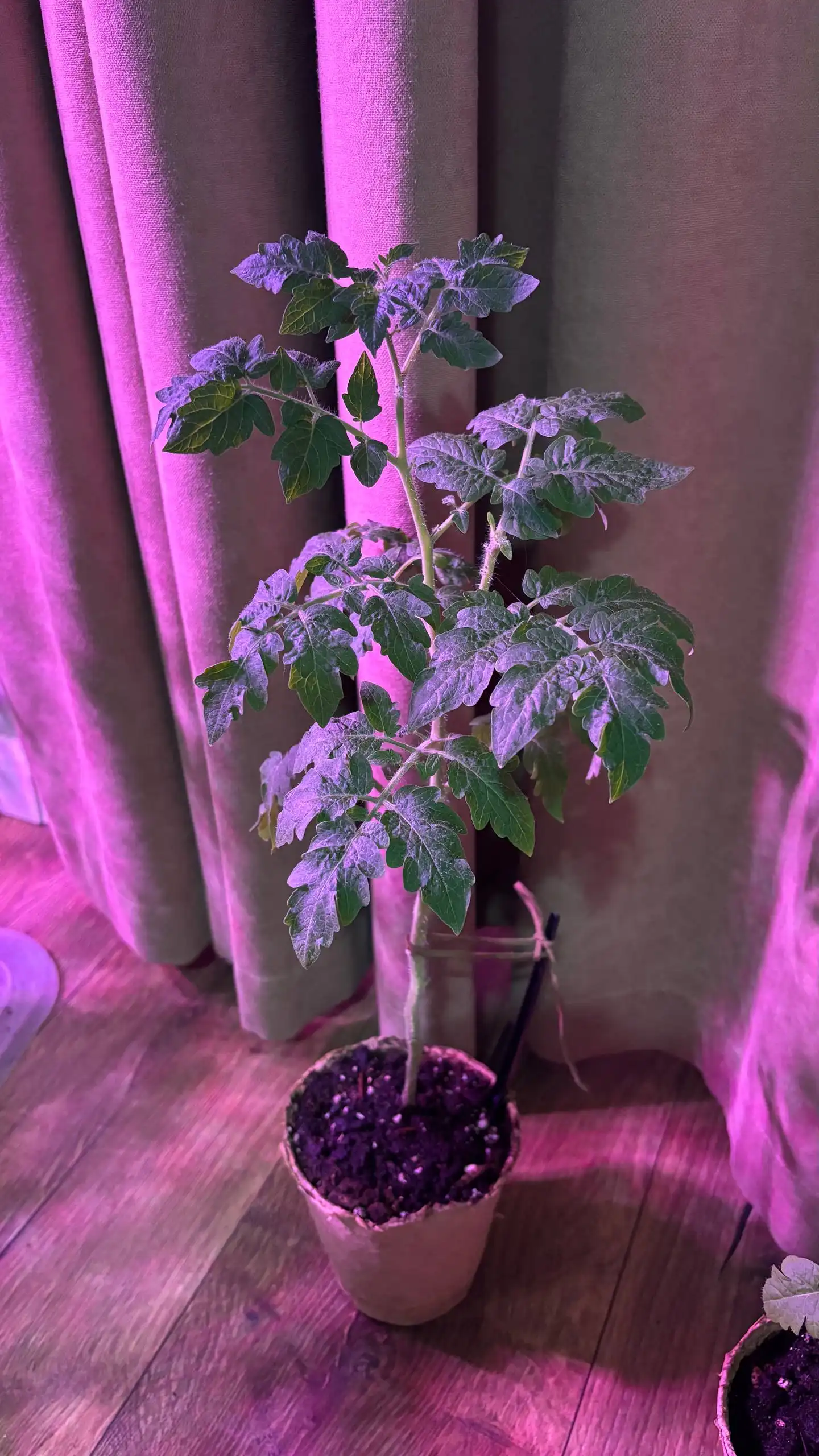 Рассада томатов Балконное чудо