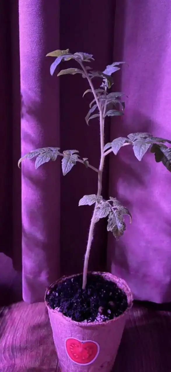 Рассада томатов Балконное чудо