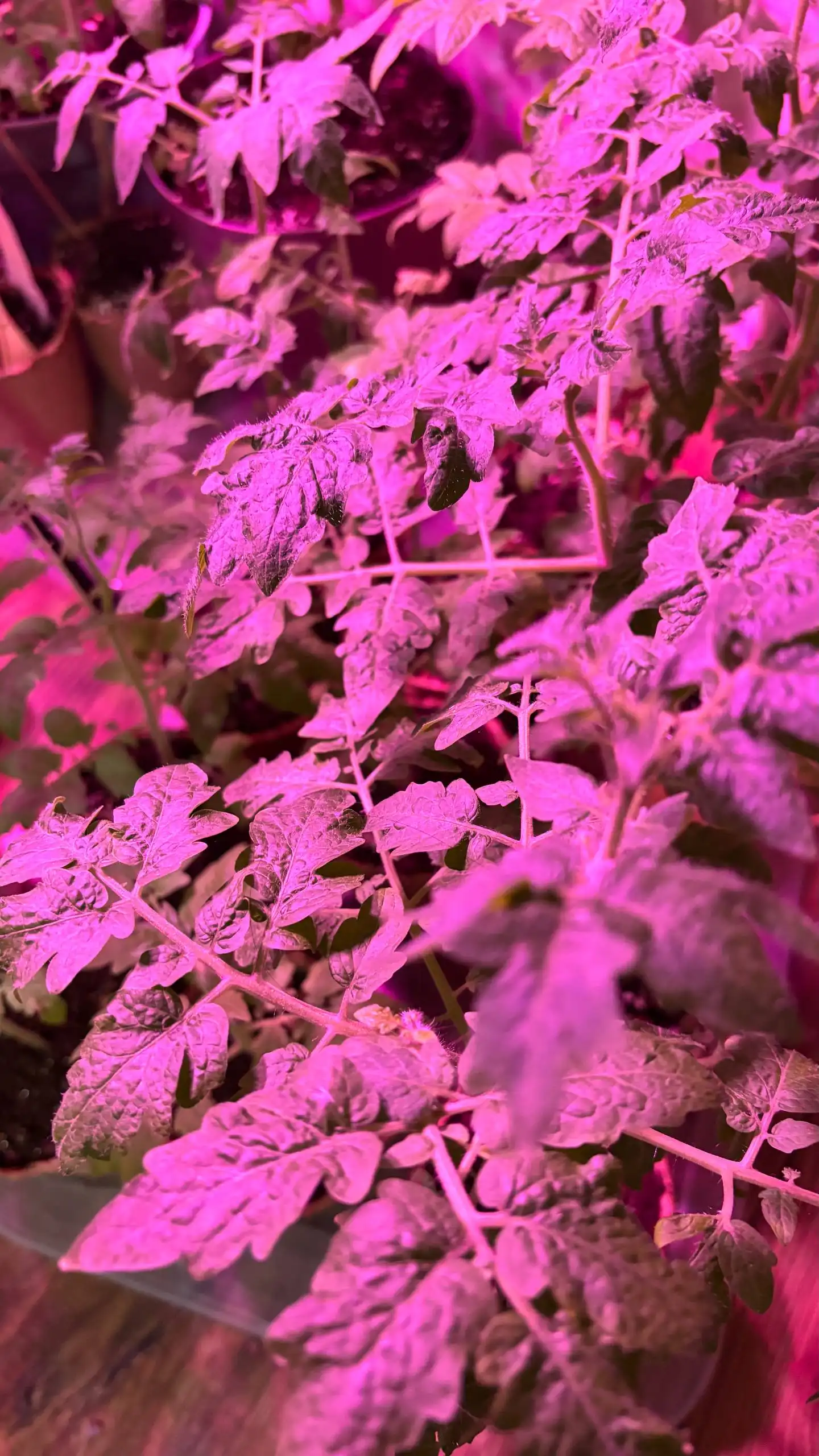 Рассада томатов Балконное чудо