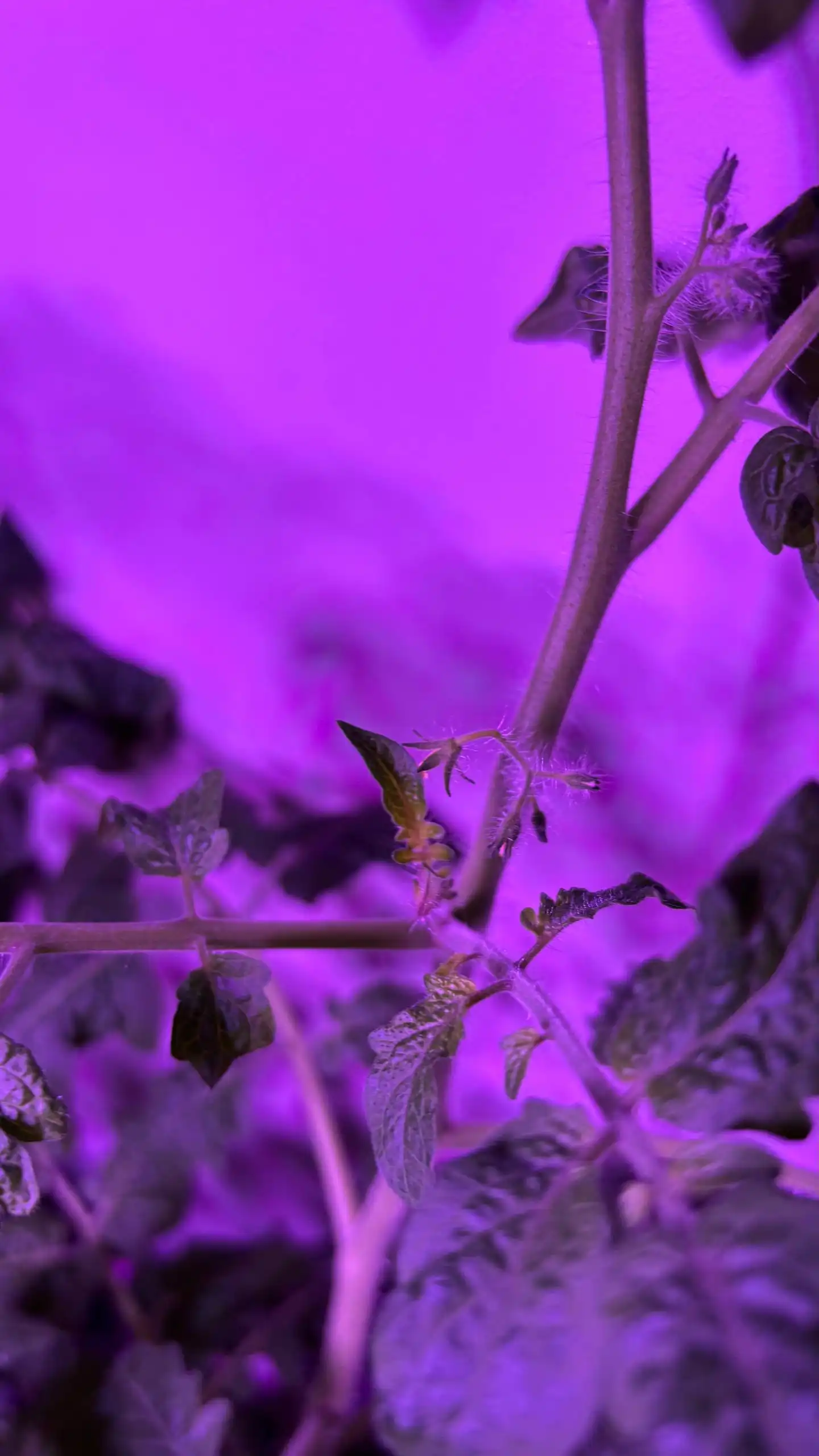 Рассада томатов Балконное чудо