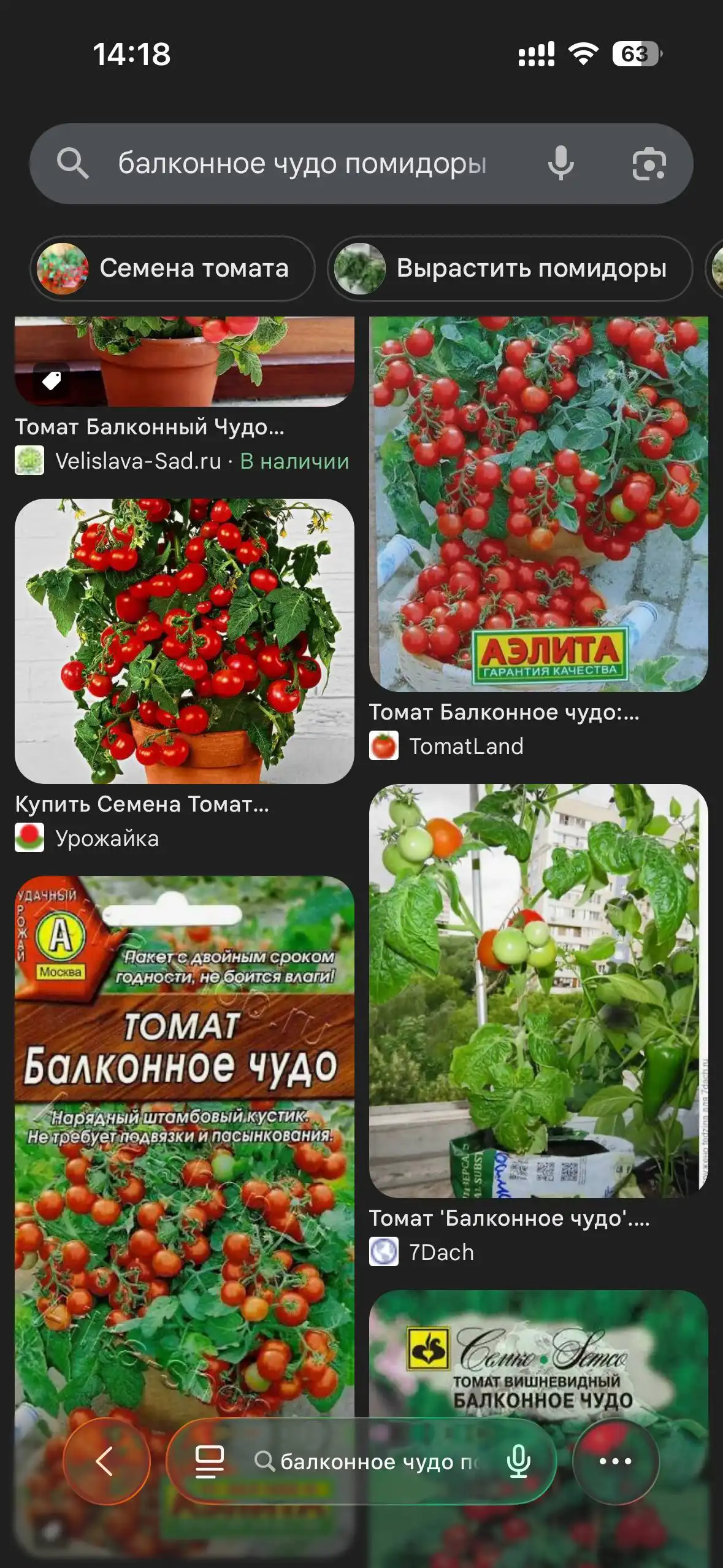 Рассада томатов Балконное чудо