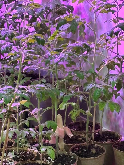 Комнатный томат «балконное чудо» - частное объявление в Калининград