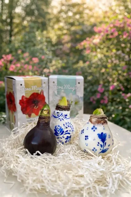 Амариллис в воске — живой цветок без хлопот - частное объявление в Калининград