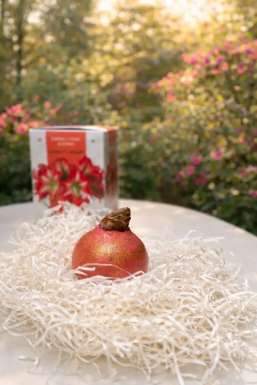 Амариллис в воске — живой цветок без хлопот