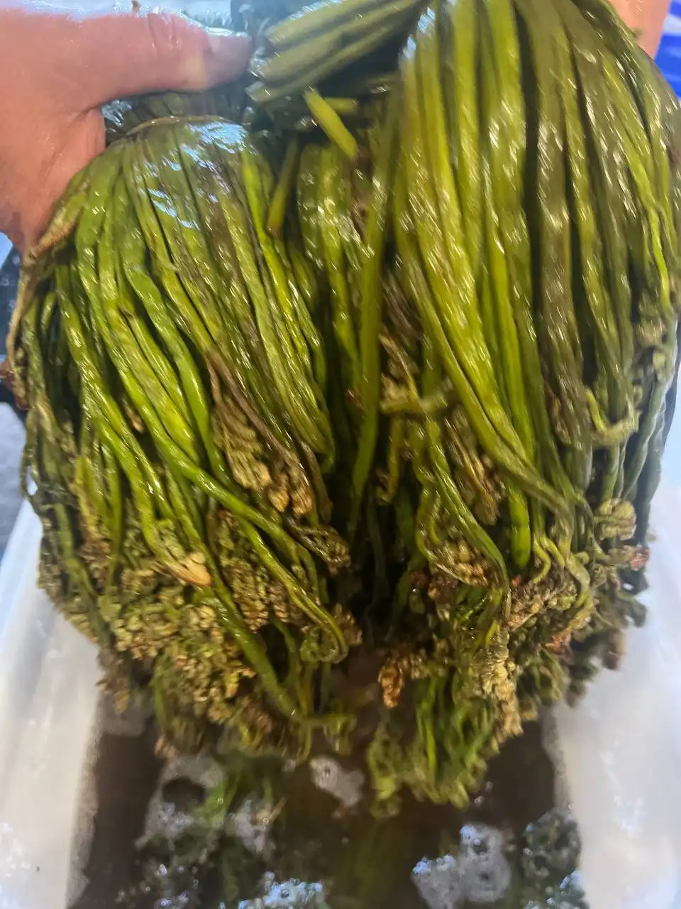 Продам соленый папоротник орляк - Продукты питания (Барахолка) в Пионерский