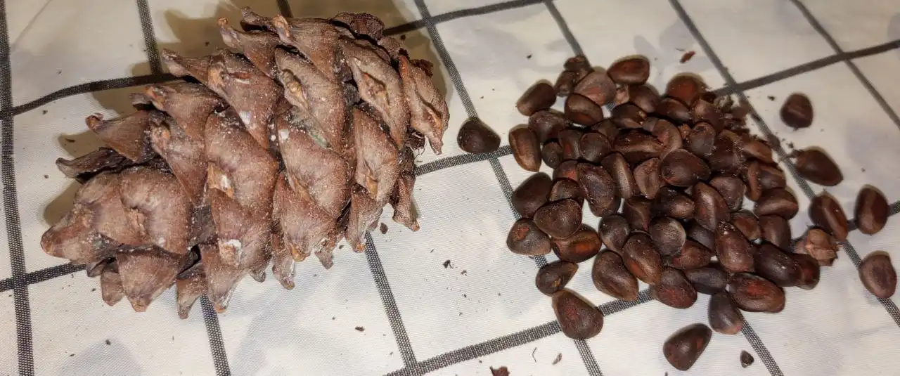 Кедровая шишка с орехами и набор для чая - Сувениры (Барахолка) в Калининград