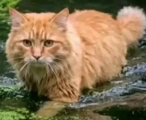 Кошка породы дешманская - Корма для животных в Калининград