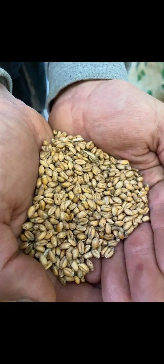 Пшеница в мешках - Барахолка в Багратионовск