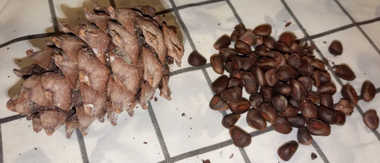 Кедровая шишка с орехами и набор для чая - Барахолка в Калининград