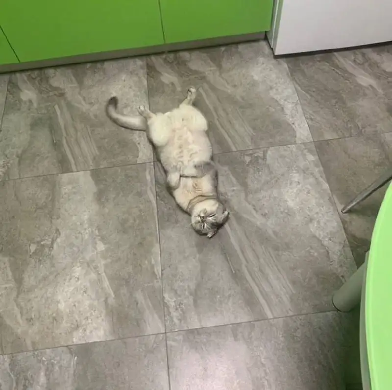 Отдам в добрые руки кота с документами и принадлежностями - Кошки (Животные) в Калининград