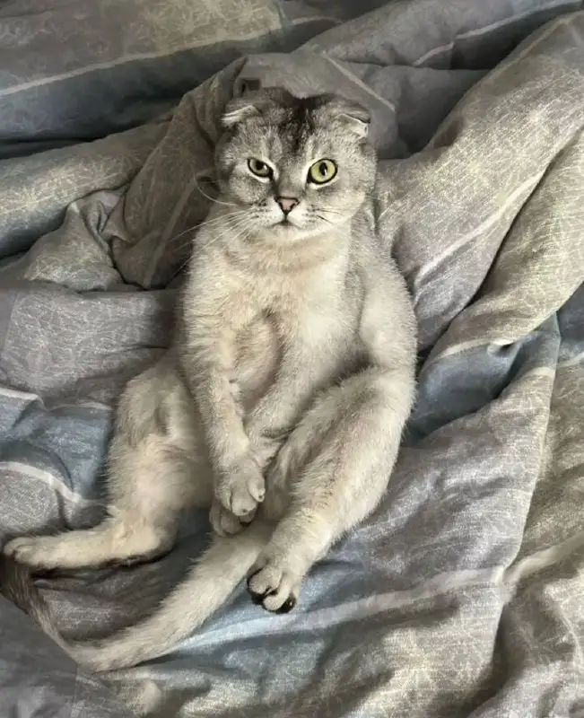 Отдам в добрые руки кота с документами и принадлежностями - Кошки (Животные) в Калининград