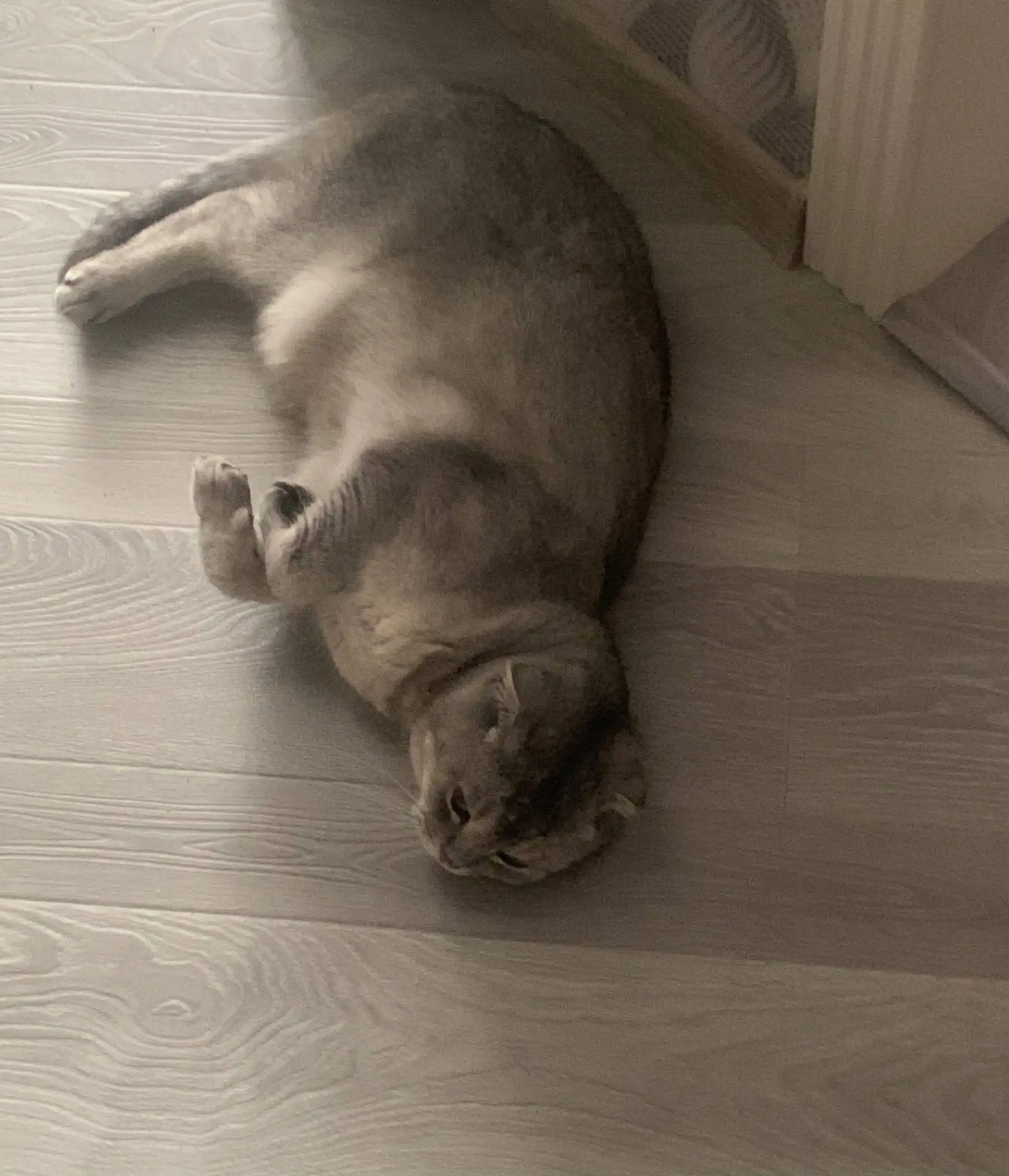 Отдам в добрые руки кота с документами и принадлежностями - Кошки (Животные) в Калининград