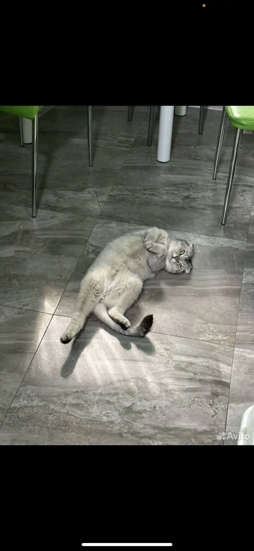 Отдам в добрые руки кота с документами и принадлежностями - Кошки (Животные) в Калининград