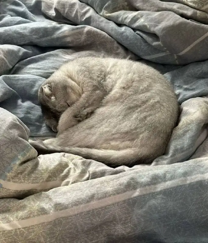 Отдам в добрые руки кота с документами и принадлежностями - Кошки (Животные) в Калининград