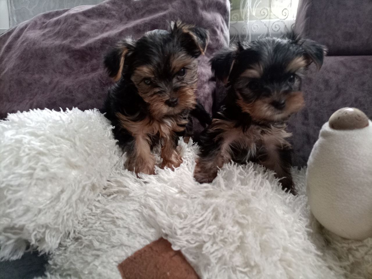 Очаровательные щенки йоркширского терьера - Животные в Ангарский район