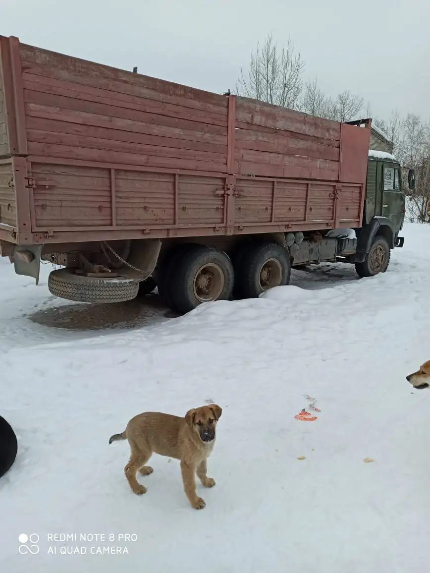 Продажа КамАЗ бортового в хорошем состоянии - Грузовики (Авто) в Ижевск