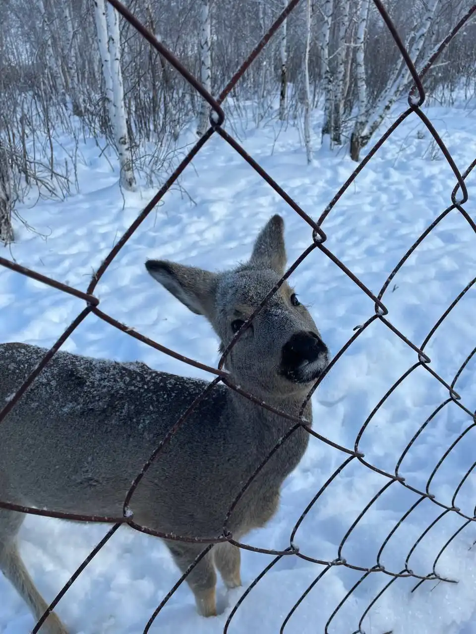 Тур на Байкал Хрустальная сказка на хивусе
