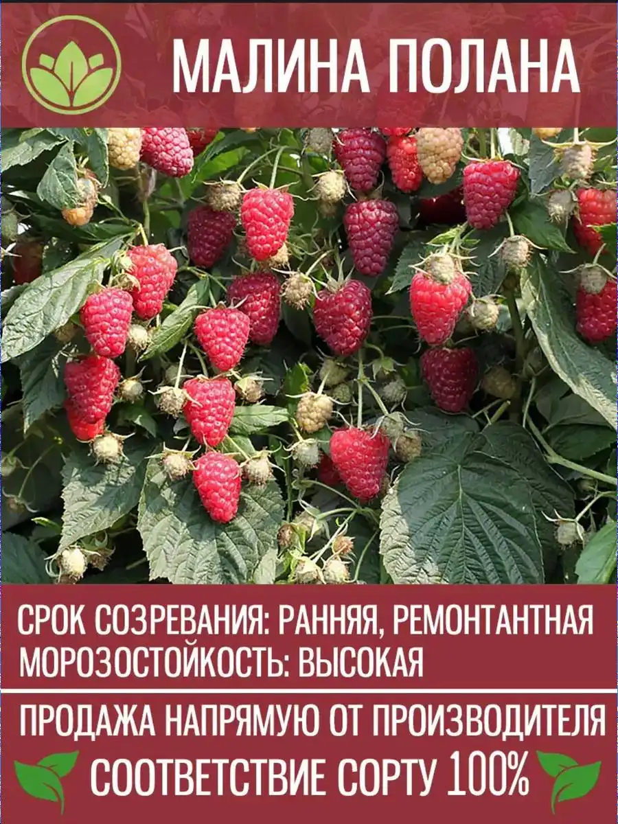 Саженцы малины с доставкой