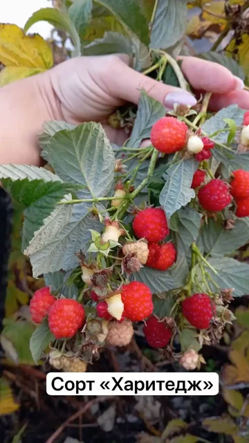 Саженцы малины в Воронеже - Бытовая техника в Воронеж