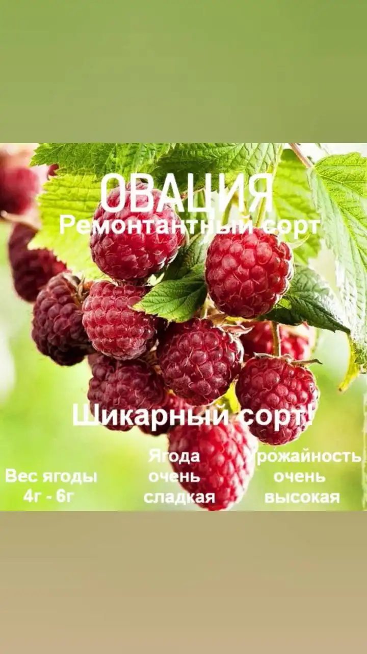 Саженцы малины в Воронеже - Саженцы (Для дома и дачи) в Воронеж