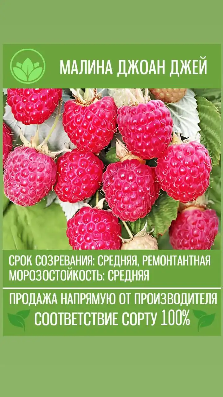 Саженцы малины в Воронеже - Саженцы (Для дома и дачи) в Воронеж