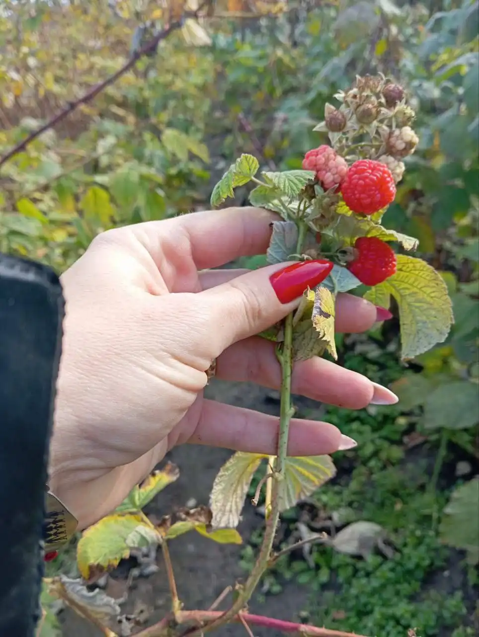 Саженцы малины в Воронеже - Саженцы (Для дома и дачи) в Воронеж