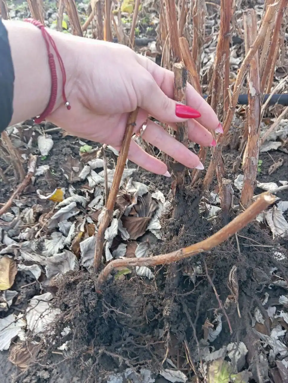 Саженцы малины в Воронеже - Саженцы (Для дома и дачи) в Воронеж
