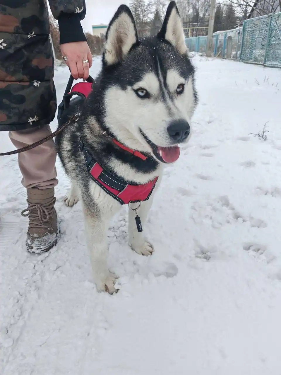 Хаски Волче ищет любящую семью в Воронеже - Собаки (Животные) в Воронеж