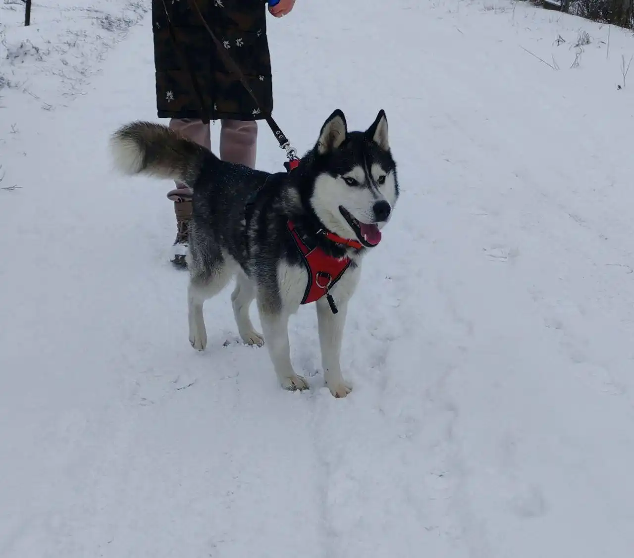 Хаски Волче ищет любящую семью в Воронеже - Собаки (Животные) в Воронеж