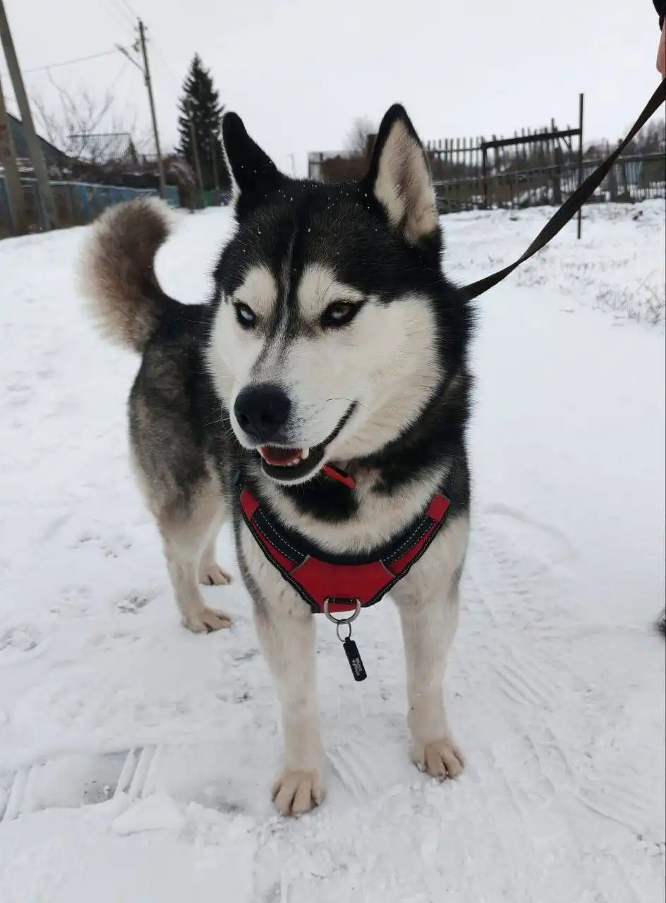 Хаски Волче ищет любящую семью в Воронеже - Собаки (Животные) в Воронеж