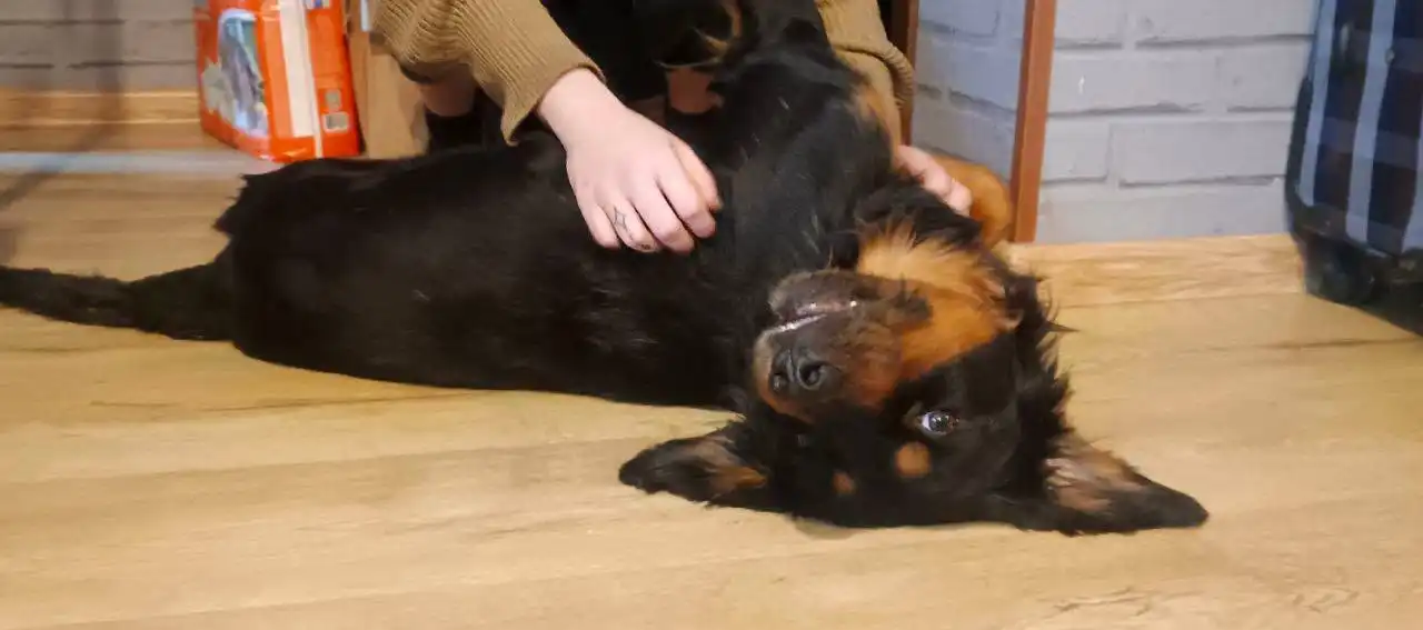 Ищу хозяина для собаки Ника с параличом задних лап - Собаки (Животные) в Воронеж