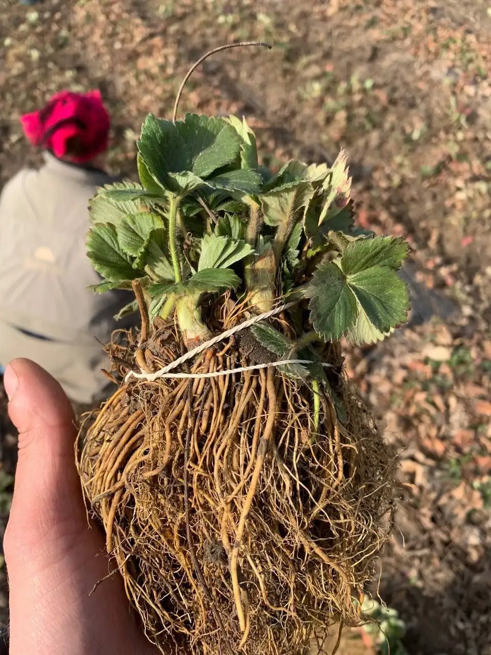 Саженцы клубники и малины - Сад и огород (Хобби и отдых) в Воронеж