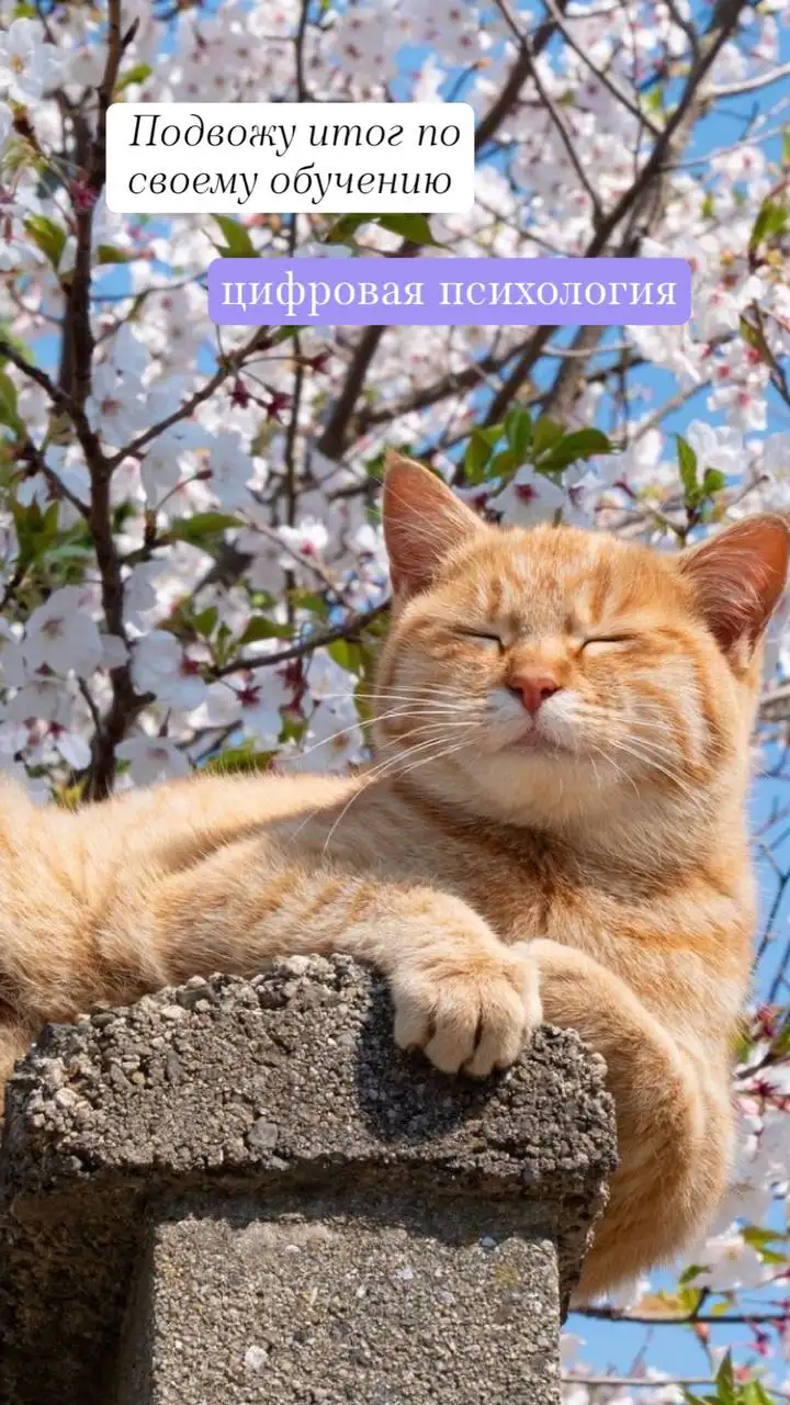 Консультация по цифровой психологии - Консультационные услуги (Услуги) в Москва