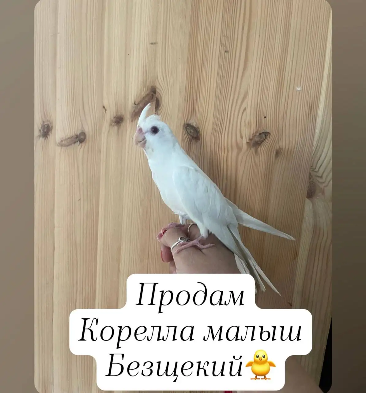 Продажа кореллы безщекого самца птенца - Птицы (Животные) в Москва