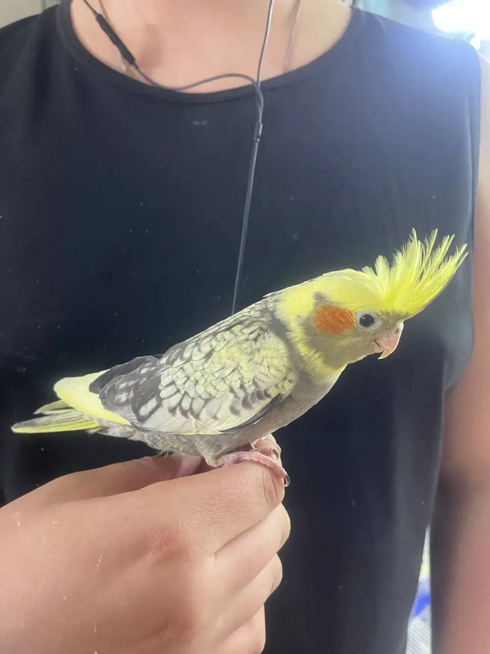 Продажа ручных выкормышей корелл в Москве - Птицы (Животные) в Москва