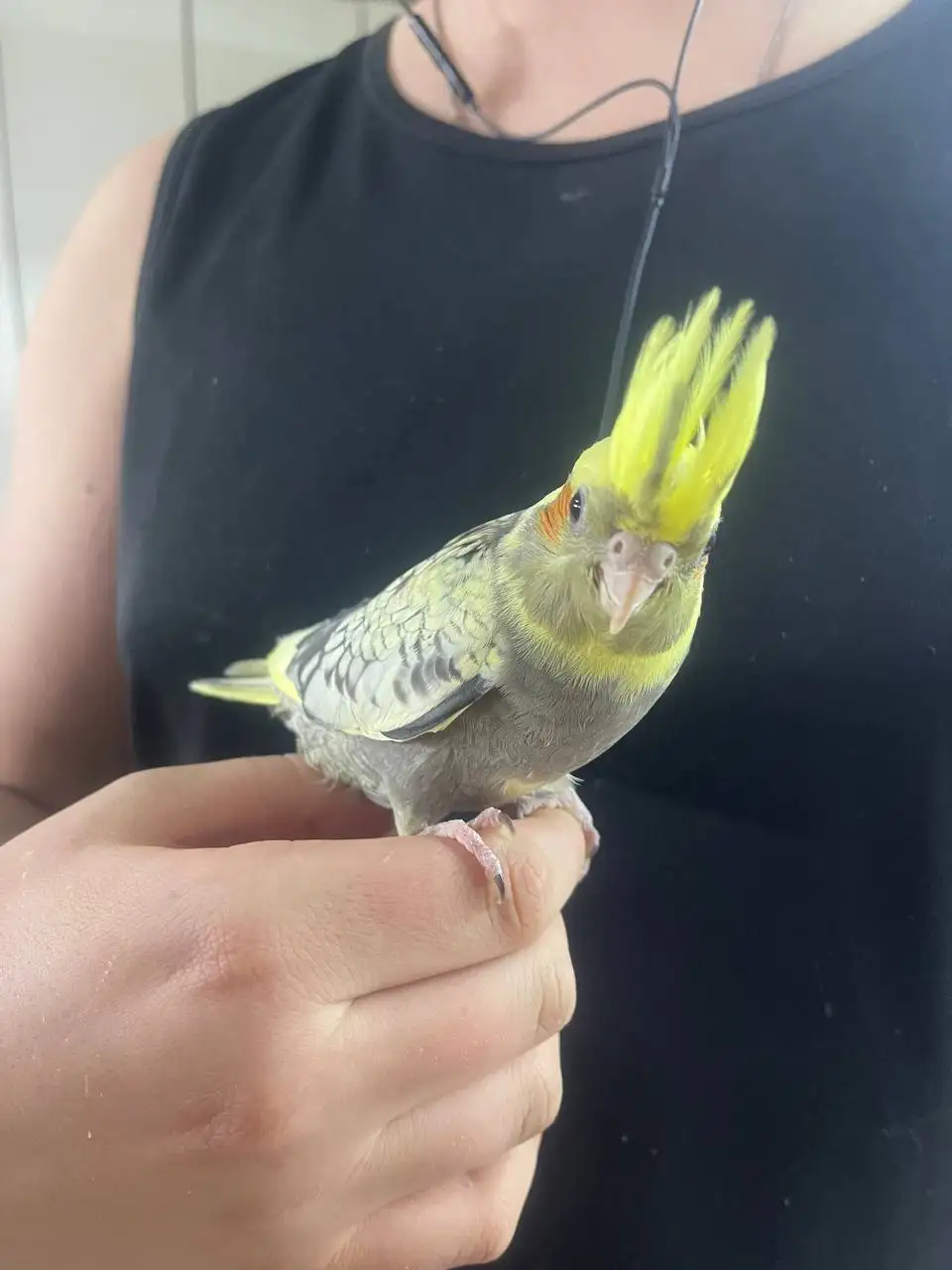 Продажа ручных выкормышей корелл в Москве - Птицы (Животные) в Москва