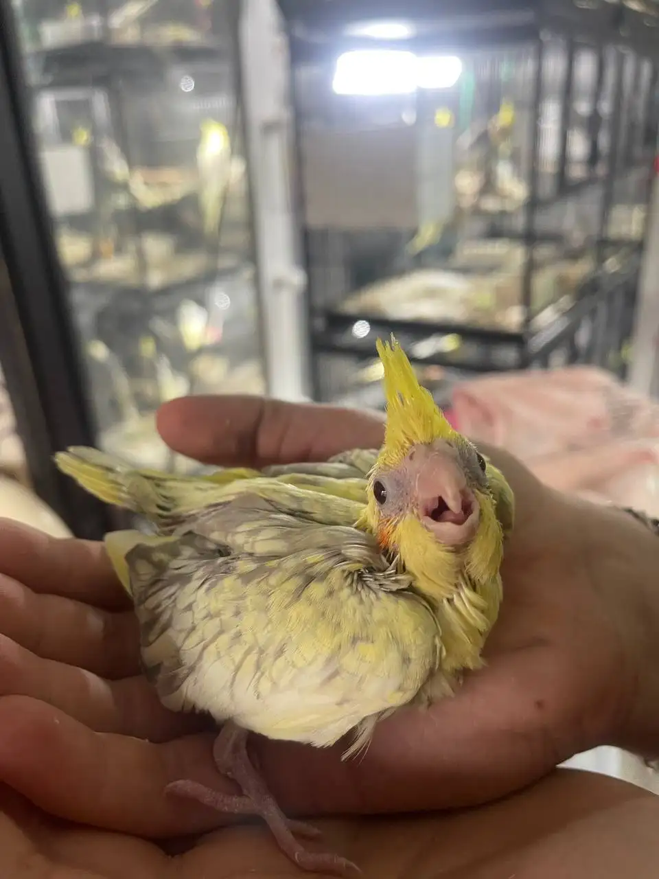 Продажа ручных выкормышей корелл в Москве - Птицы (Животные) в Москва