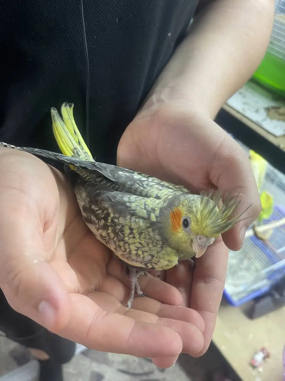 Продажа ручных выкормышей корелл в Москве - Птицы (Животные) в Москва