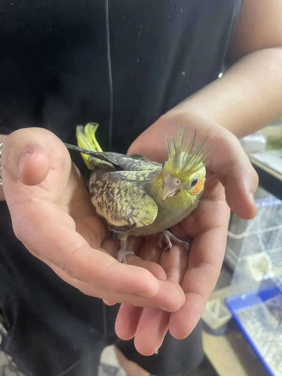 Продажа ручных выкормышей корелл в Москве - Птицы (Животные) в Москва