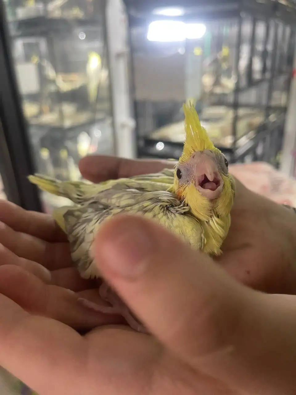 Продажа ручных выкормышей корелл в Москве - Птицы (Животные) в Москва