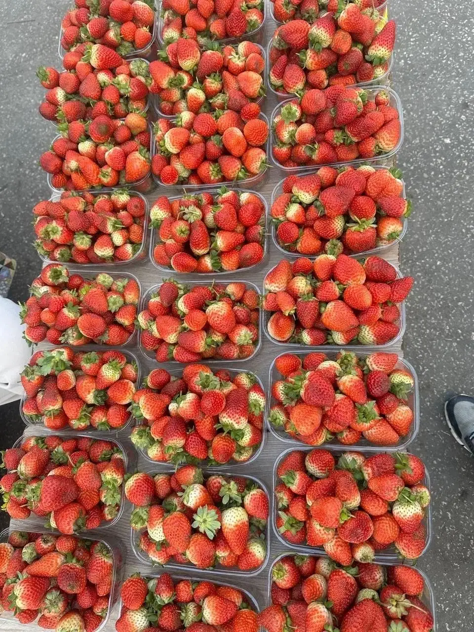 Продажа саженцев клубники фриго - Саженцы (Растения) в Москва