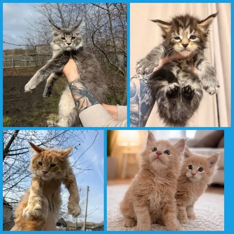 Продажа котят мейн-кун - Кошки в Москва
