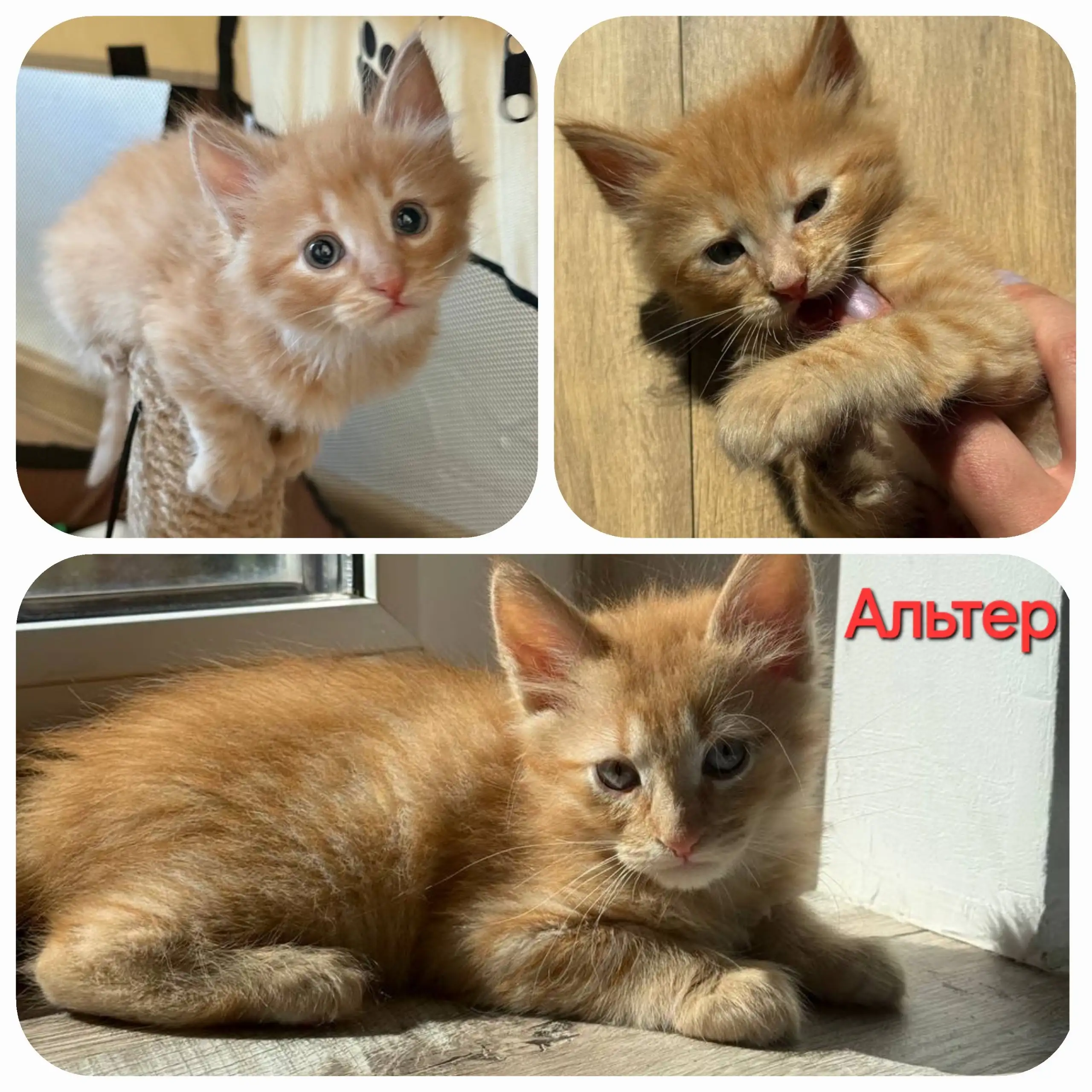 Пристраиваются котята и взрослые кошки - Кошки (Животные) в Москва